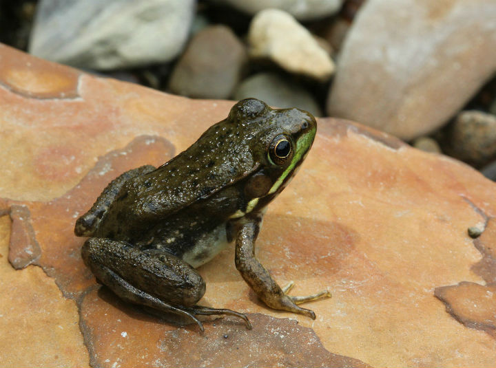 Green Frog